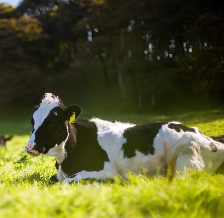 Friesian cow sat down in a field