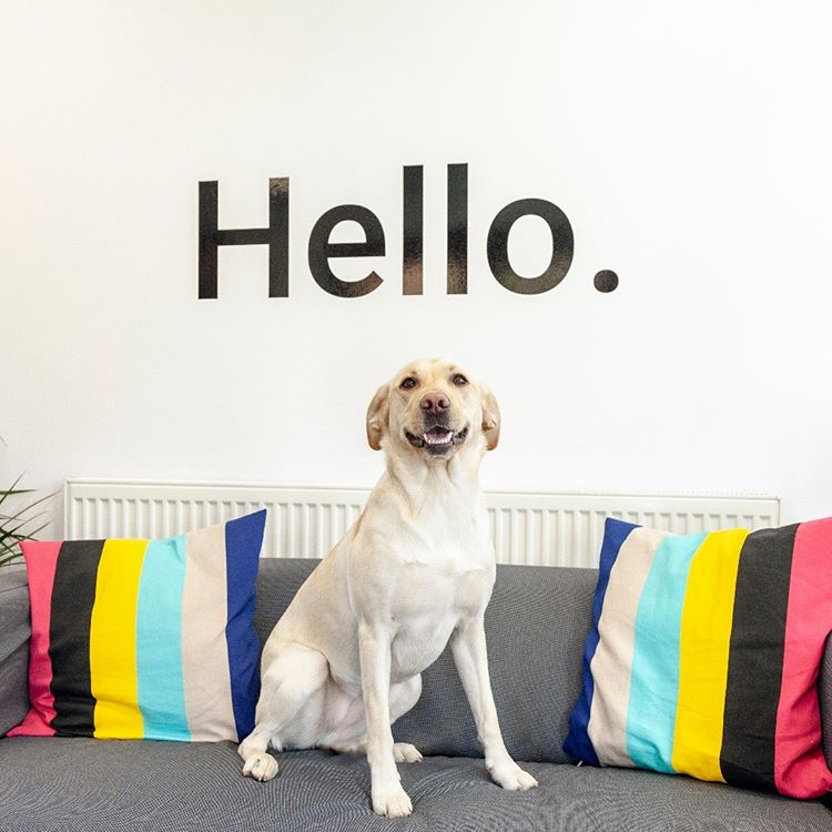 gloversure office entrance, with a large wall sign that says hello and a dog on a sofa