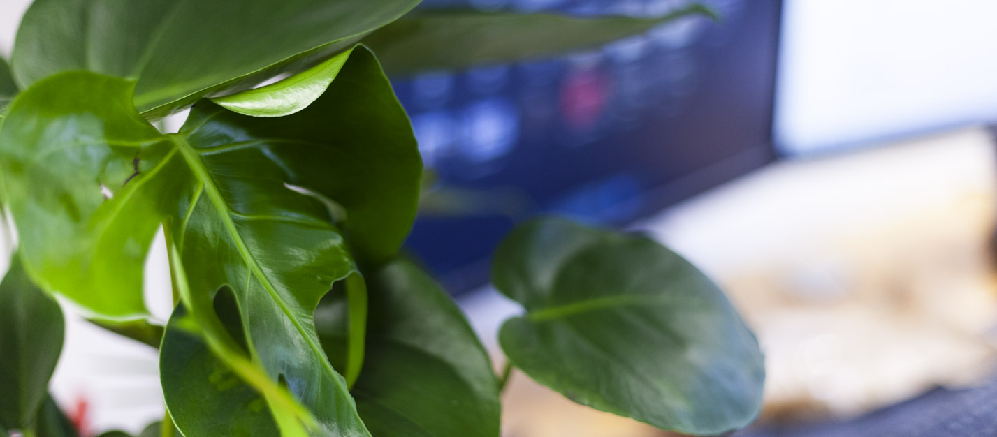 A plant covering a computer screen
