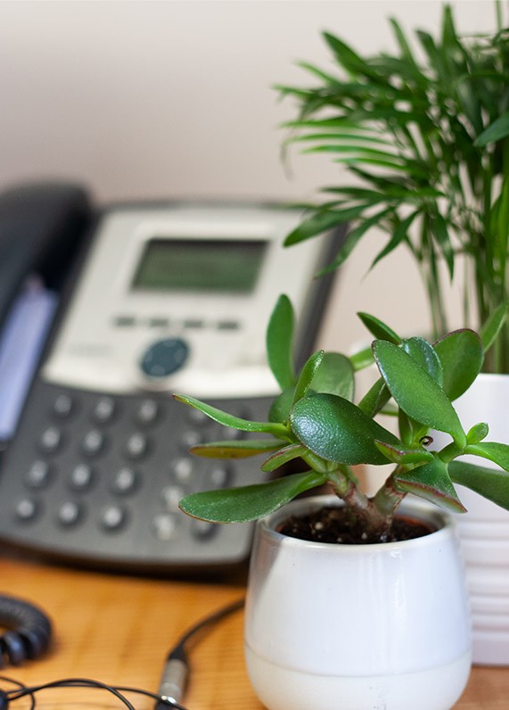 Two small plants in pots next to a landline phone