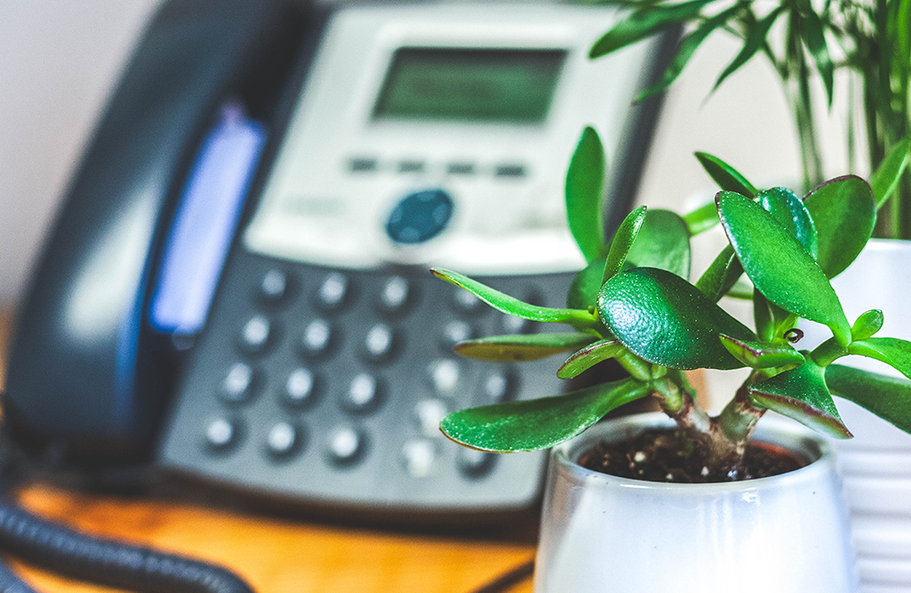 Small office plant and a larger one with a phone behind it