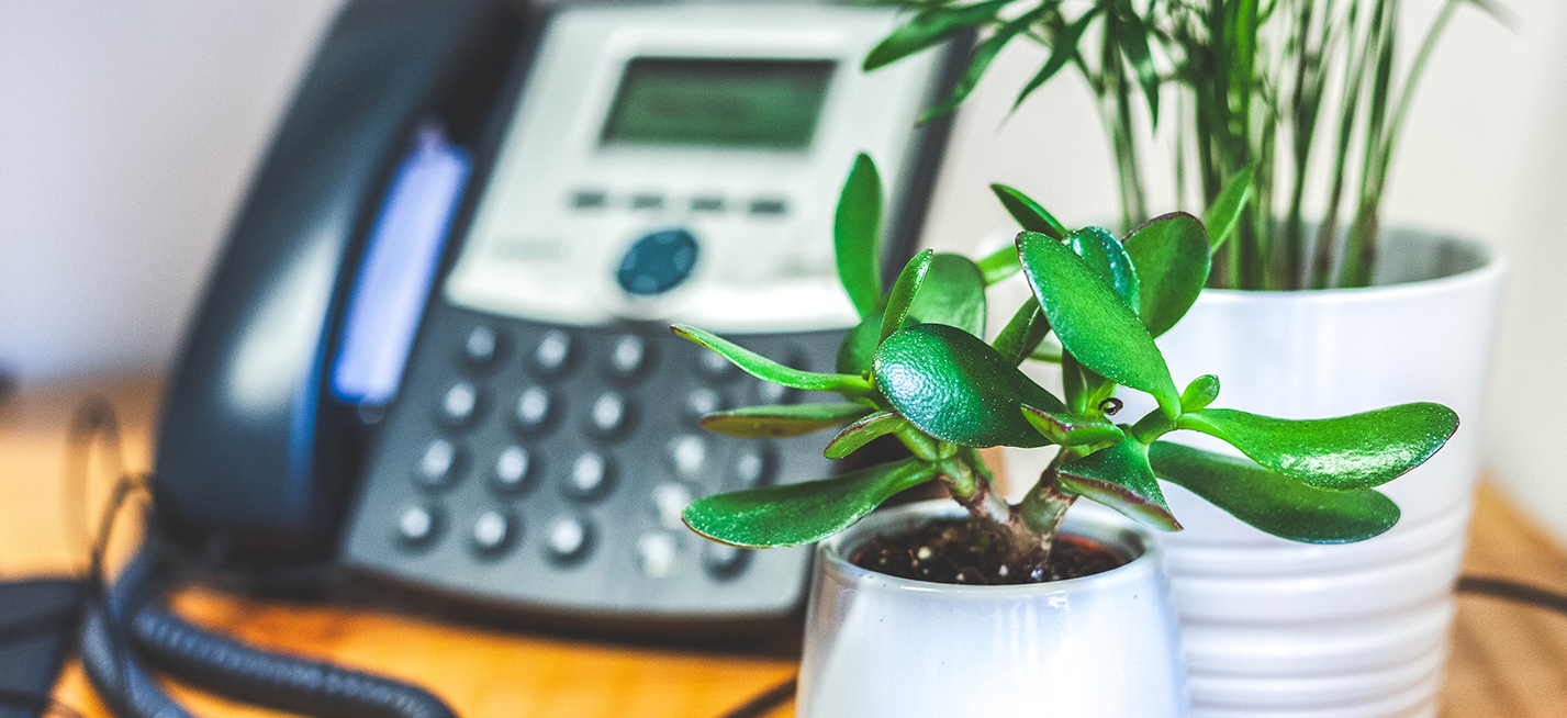 Small office plant and a larger one with a phone behind it
