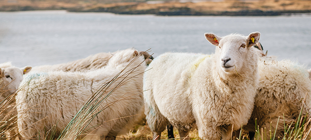 Sheep grazing on grass with a lake in the background