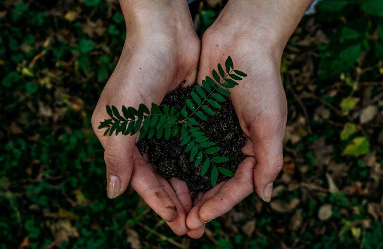a plant and soil cupped into someones hands from a birds eye view