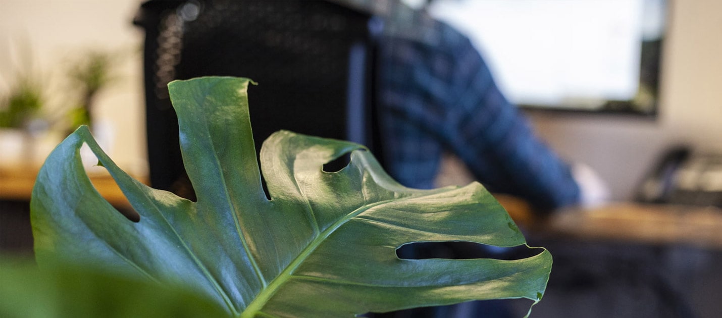 Monstera leaf in an office