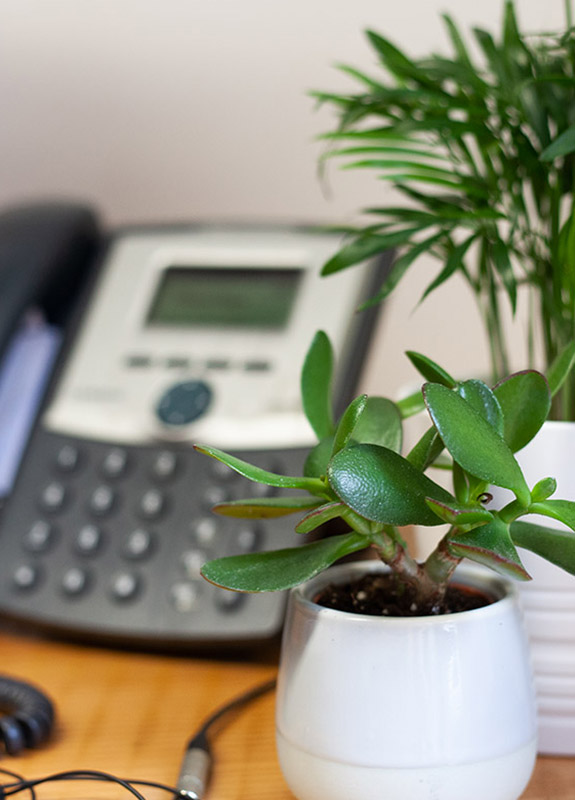 Two small office plants and a dial phone