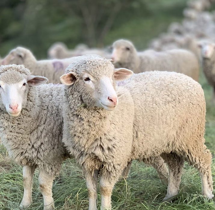 A flock of sheep in a field, with focus on two wooly sheep at the front