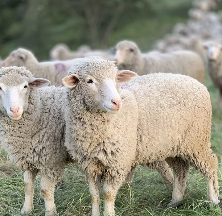 A flock of sheep in a field, with focus on two wooly sheep at the front